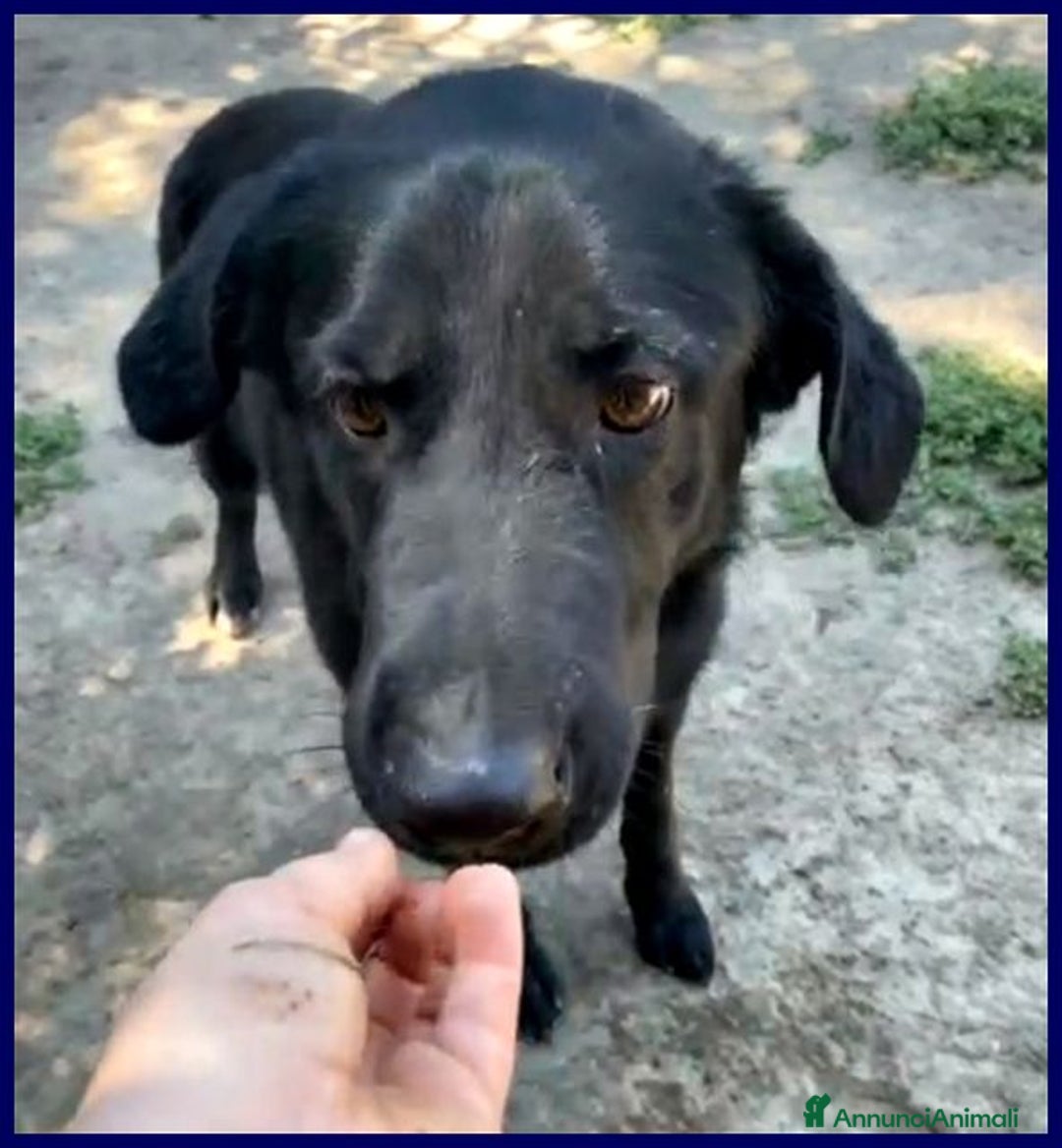 Meticcio cani in regalo: SMOG 6anni buono e remissivo  - Annuncio 4