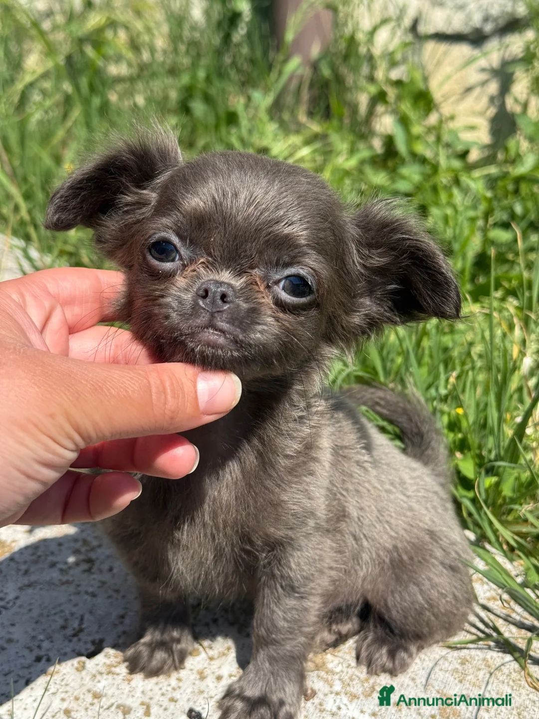 Chihuahua cani in vendita: Chihuahua meraviglioso taglia molto piccina - Annuncio 1