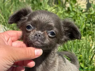 Chihuahua cani Chihuahua meraviglioso taglia molto piccina - Annuncio 7