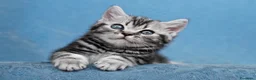 British gatti in vendita: BRITISH SHORTHAIR BLACK SILVER TABBY - Annuncio 1