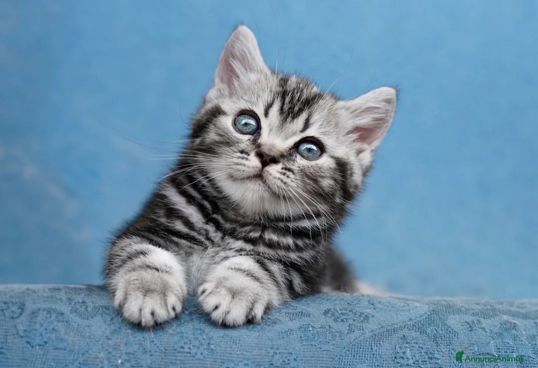British gatti in vendita: BRITISH SHORTHAIR BLACK SILVER TABBY - Annuncio 1