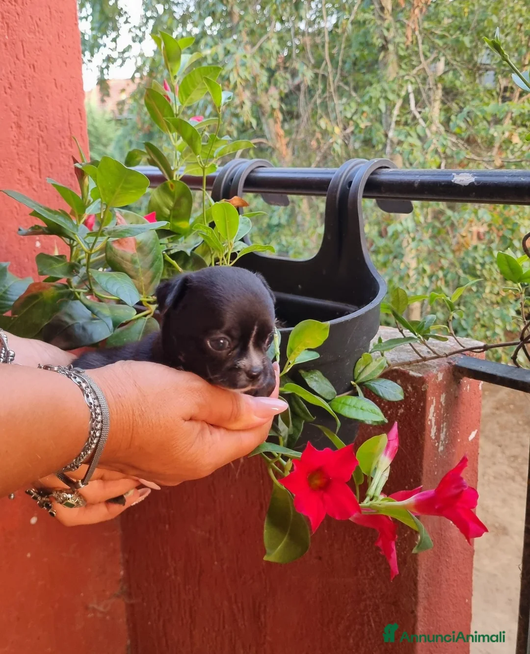 Chihuahua cani in vendita: Cuccioli di chihuahua toy  - Annuncio 1