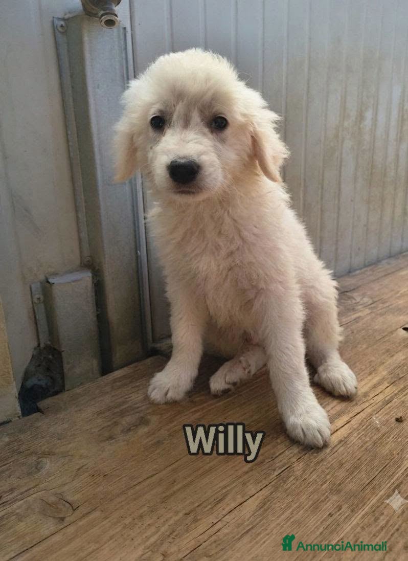 Pastore Abbruzzese Maremmano cani Willy - Annuncio 6