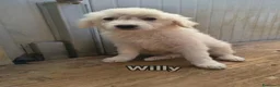 Pastore Abbruzzese Maremmano cani in regalo: Willy - Annuncio 1