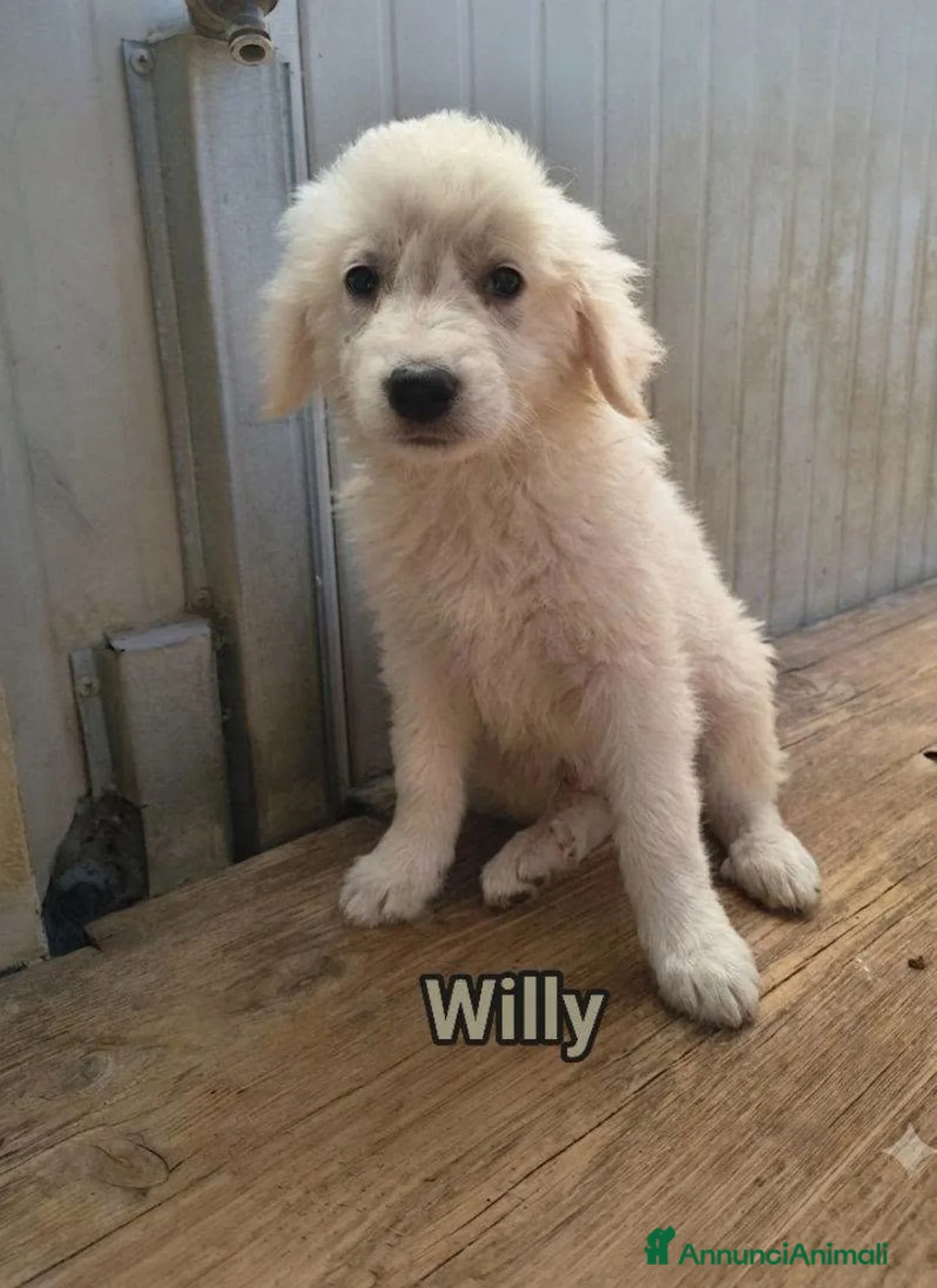Pastore Abbruzzese Maremmano cani in regalo: Willy - Annuncio 1