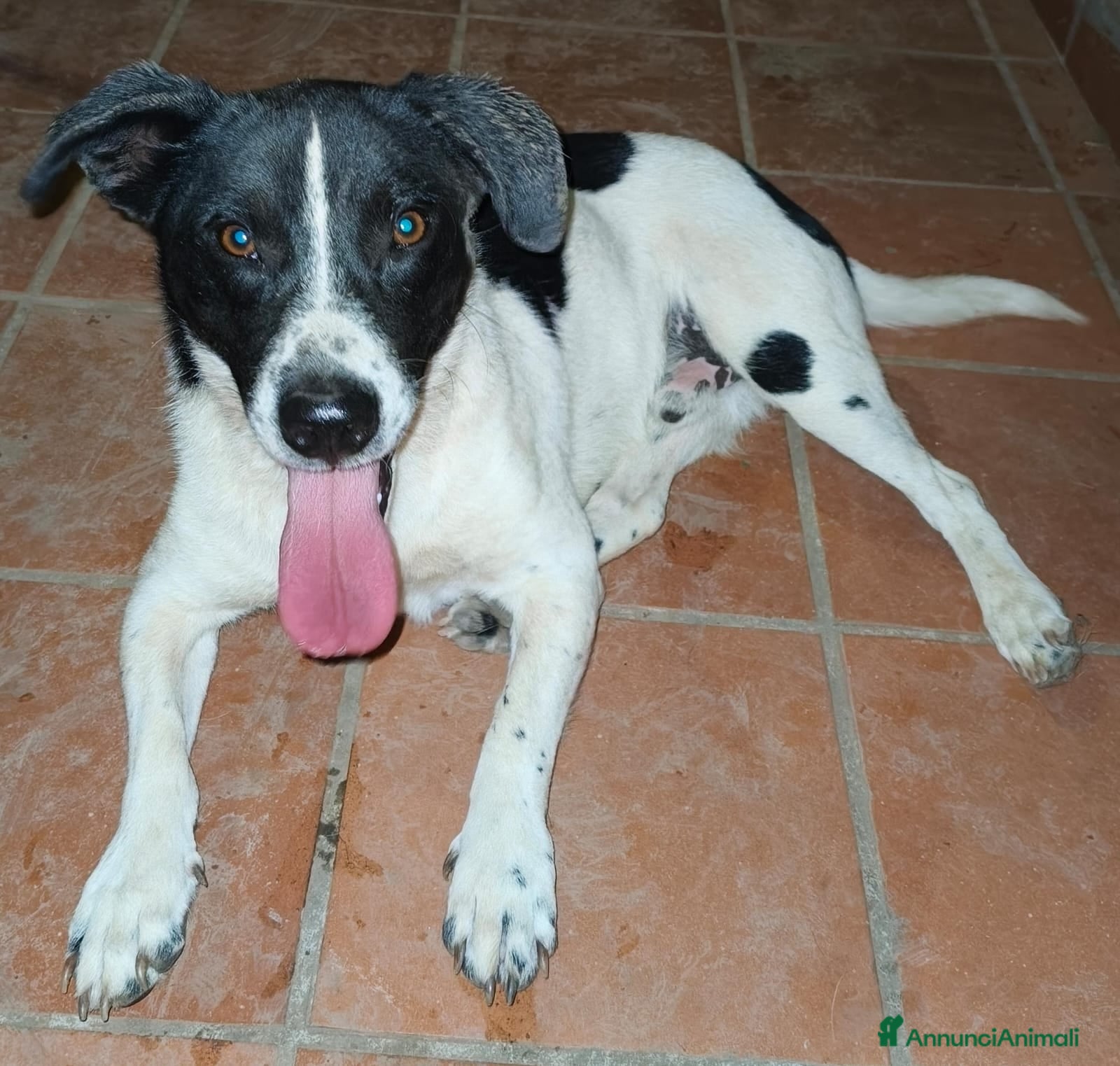 Meticcio cani Tommy 12 kg di bontà e simpatia - Annuncio 36