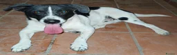 Meticcio cani in regalo: Tommy 12 kg di bontà e simpatia - Annuncio 1