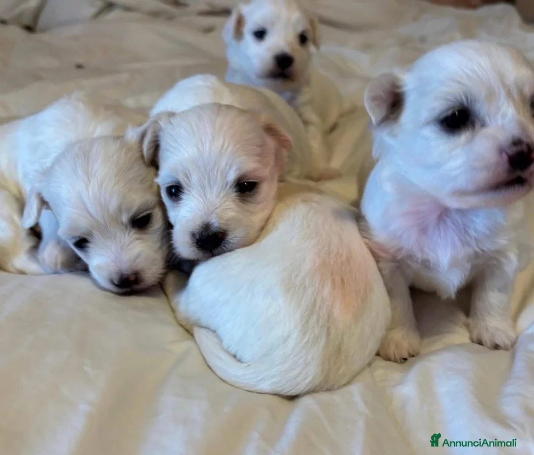 Maltese cani in vendita: Cucciolo maltese  a Ente di decentramento regionale di Udine - Annuncio 2