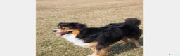 Australian Shepherd cani per accoppiamento: Australian Shepherd tricolore NBT cerca fidanzata  a Provincia di Asti - Annuncio 5