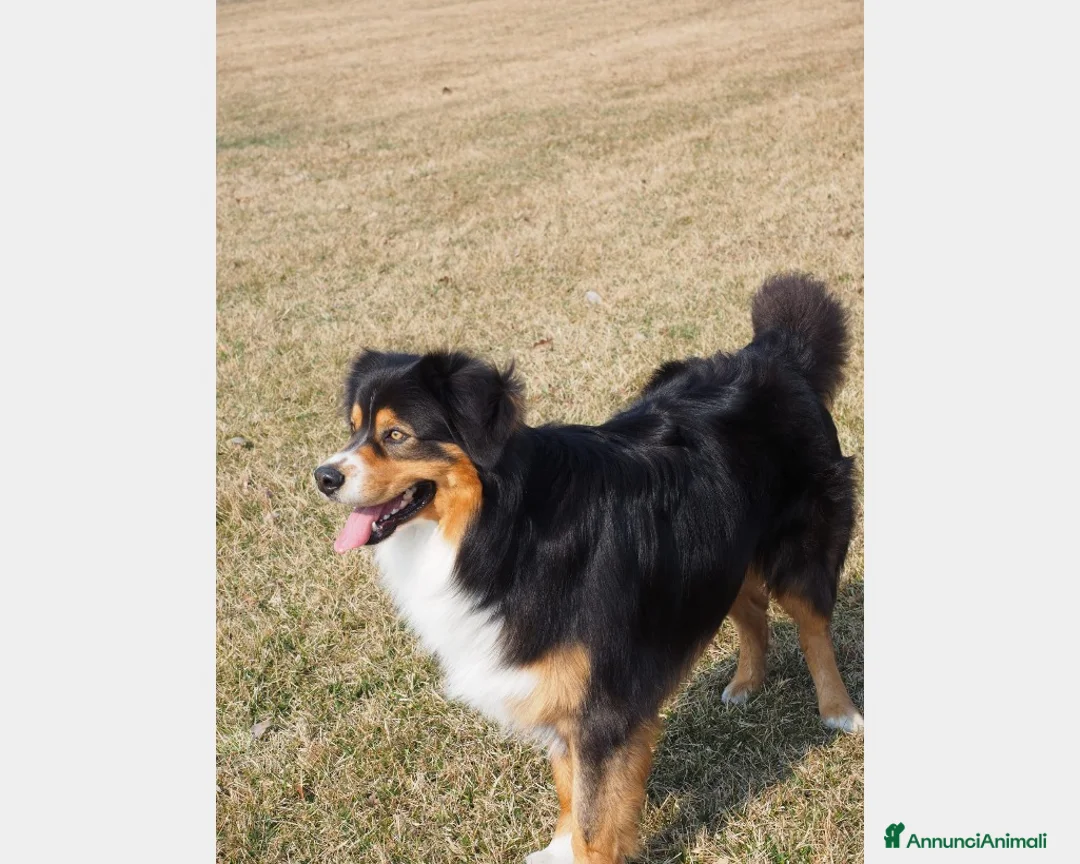 Australian Shepherd cani per accoppiamento: Australian Shepherd tricolore NBT cerca fidanzata  a Provincia di Asti - Annuncio 5