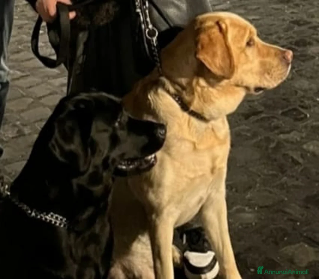 Labrador cani in vendita: Cuccioli labrador retriever  - Annuncio 6