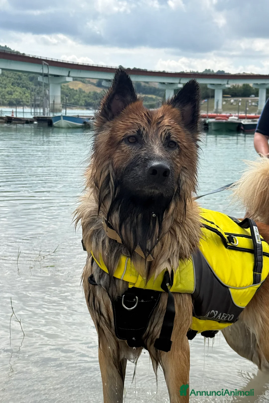 Meticcio cani per accoppiamento: Cerco femmina per accopiamento - Annuncio 3