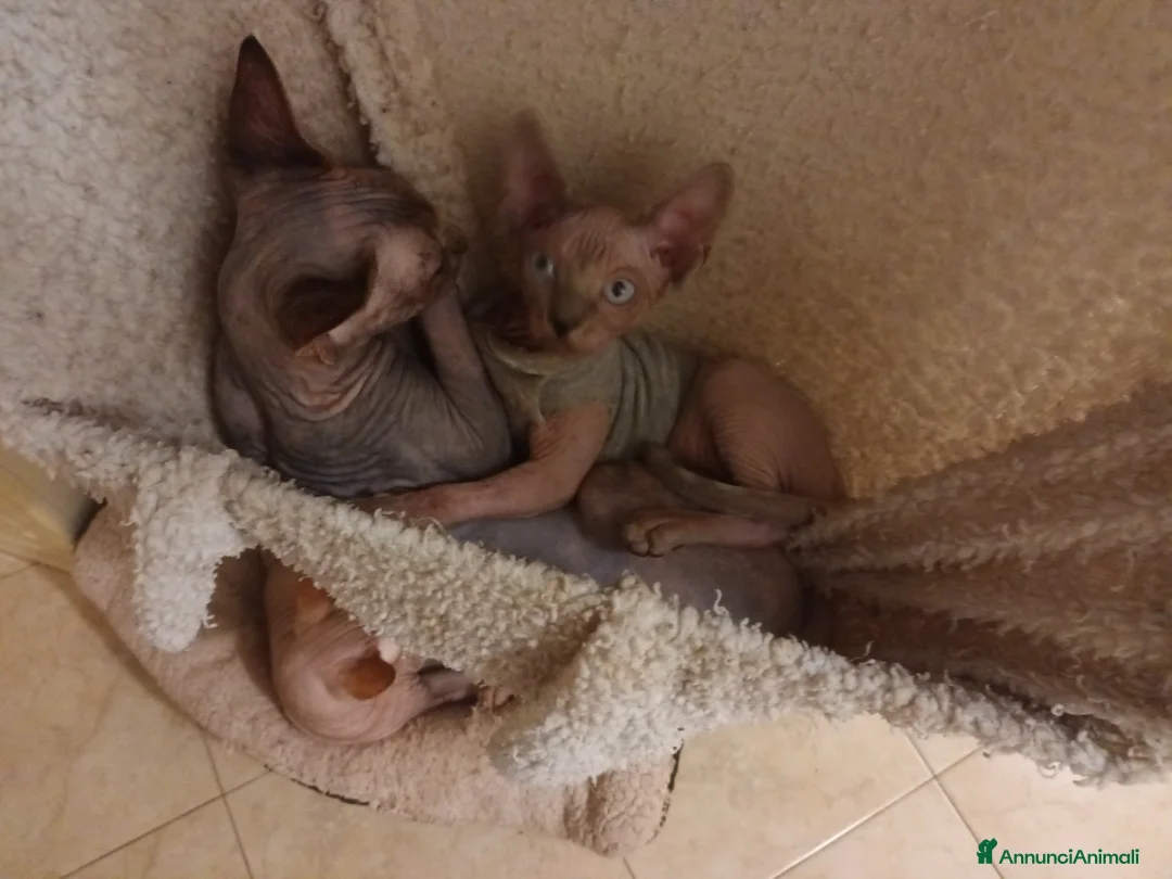 Sphynx gatti in vendita: Gatto nudo maschietto - Annuncio 5