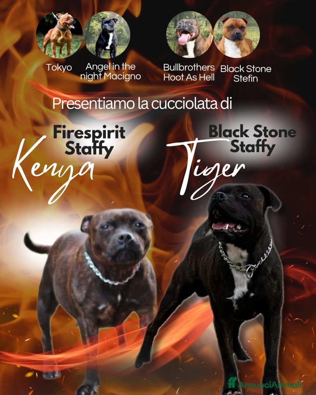 Staffordshire cani STAFFIRDSHIRE BULL TERRIER - Annuncio 4