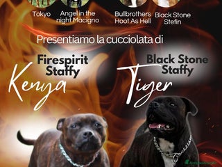 Staffordshire cani STAFFIRDSHIRE BULL TERRIER - Annuncio 1