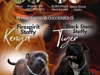 Staffordshire cani STAFFIRDSHIRE BULL TERRIER - Annuncio 15