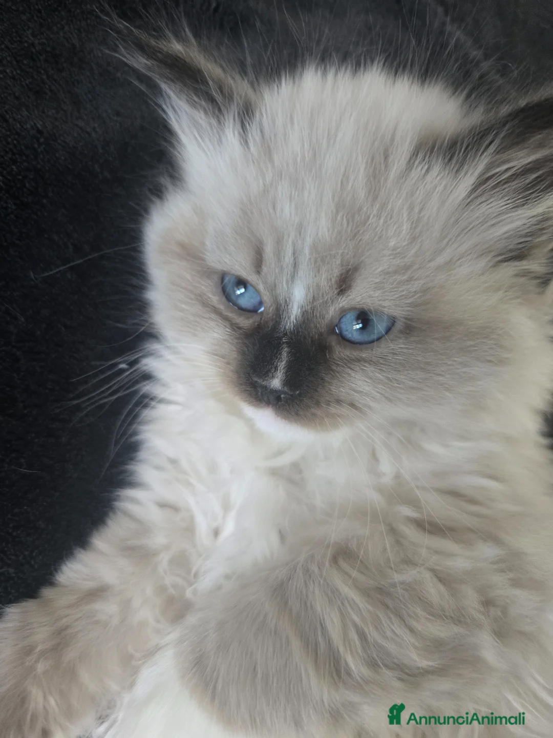 Siberiano gatti in vendita: Cuccioli Siberiano - Annuncio 6