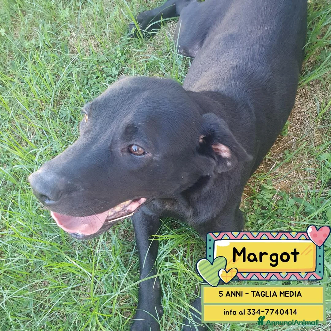 Meticcio cani in regalo: Margot dolce cagnolina 5 anni cerca casa  - Annuncio 1