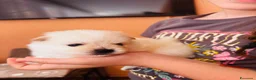 Volpino Pomerania cani in vendita: Volpino di Pomerania  - Annuncio 8