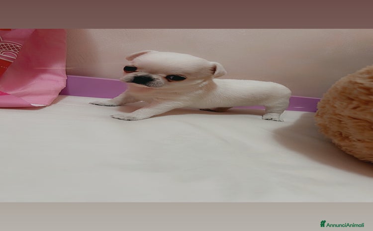Chihuahua cani a Provincia di Foggia - Annuncio 3