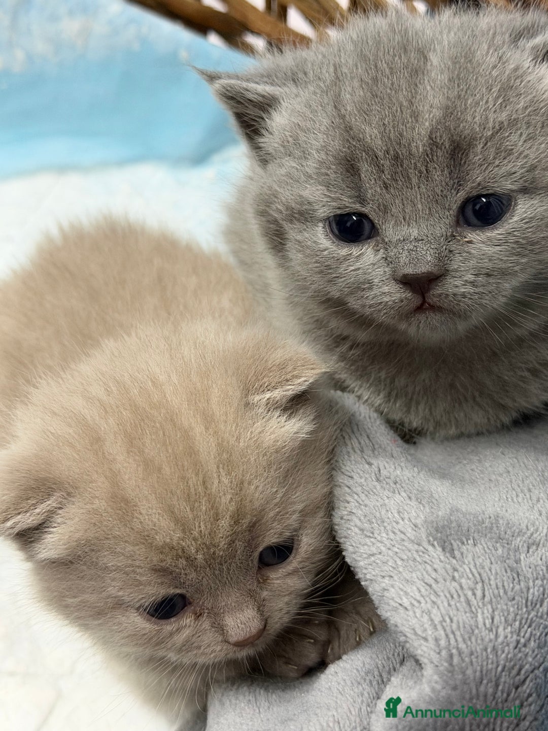 Scottish gatti in vendita: Scottish fold e Straight lilac e blue - Annuncio 2