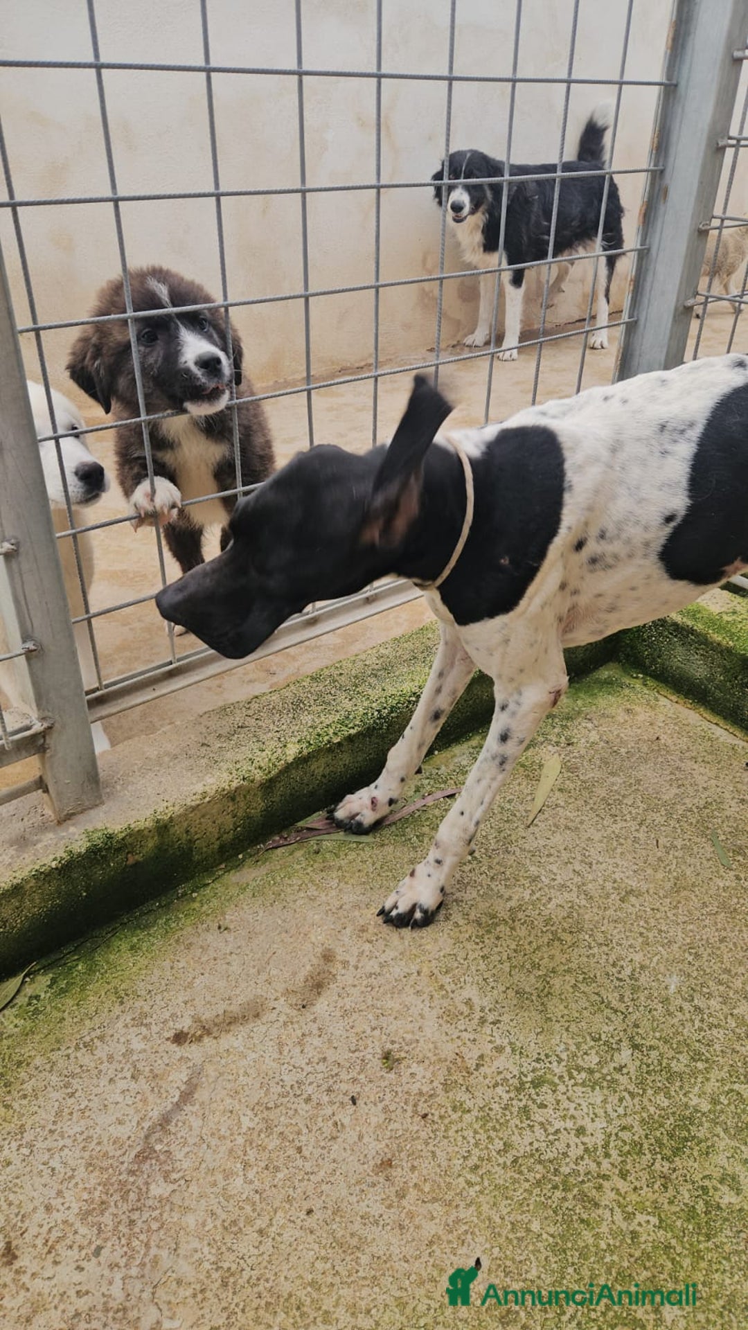 Pointer cani in regalo: Valentino: pointerino dolcissimo con tutti  - Annuncio 5