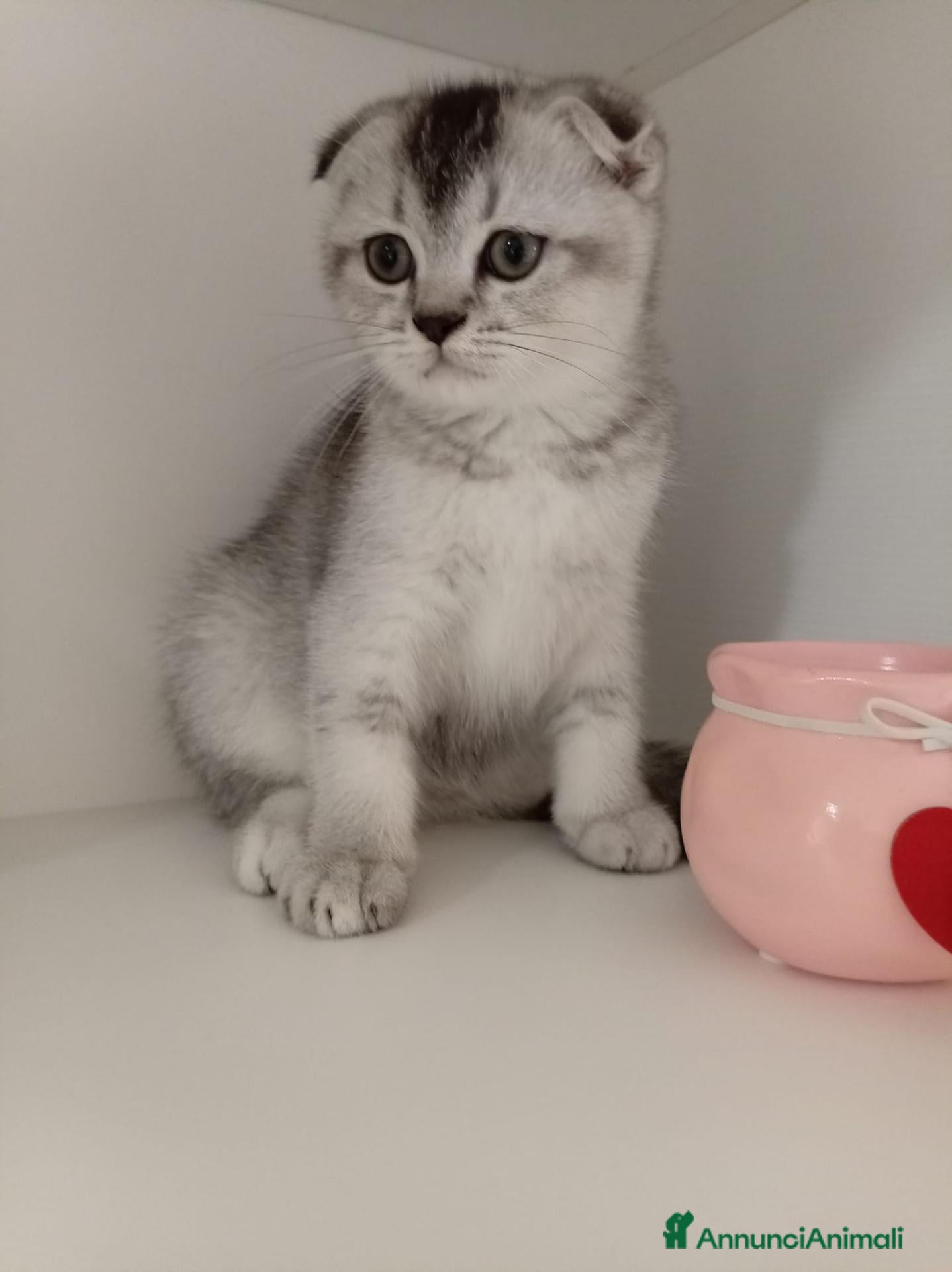 Scottish gatti Cuccioli Scottish  - Annuncio 2