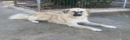 Meticcio cani in regalo: Burka 1 anno, buonissima - Annuncio 8