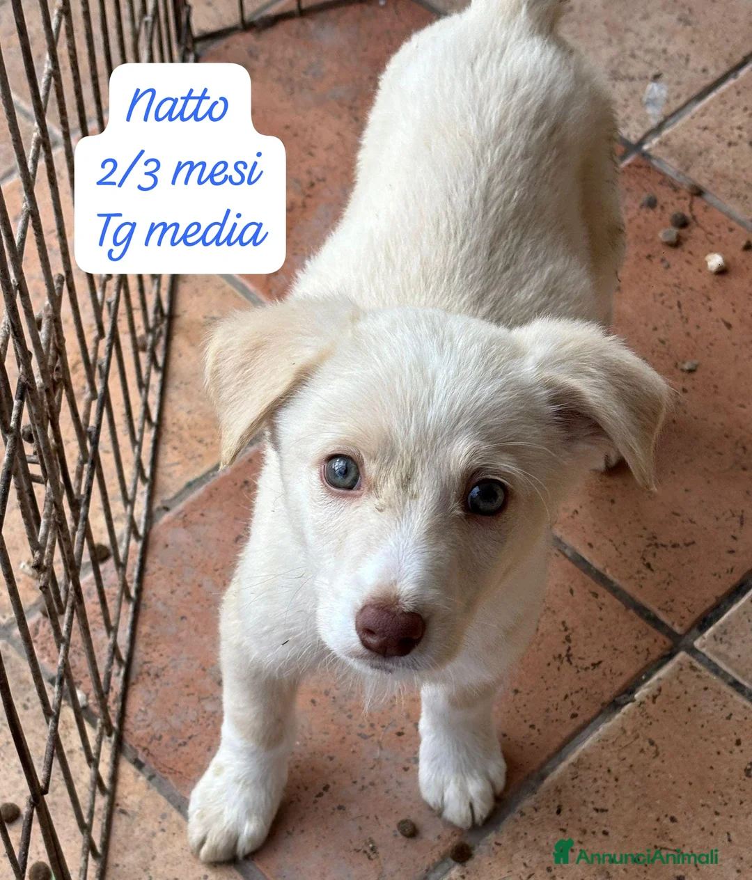 Meticcio cani in regalo: Meticci dimenticati da tutti  - Annuncio 2