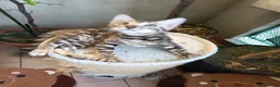 Bengala gatti in vendita: laun splendore cucciola Bengala 🥰  - Annuncio 5
