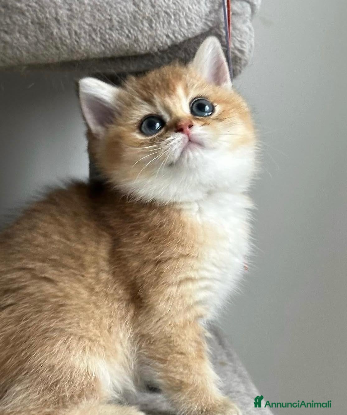 British gatti Meravigliosi cuccioli di british shorthair golden - Annuncio 10