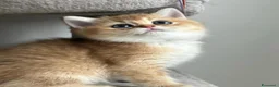 British gatti in vendita: Meravigliosi cuccioli di british shorthair golden - Annuncio 1