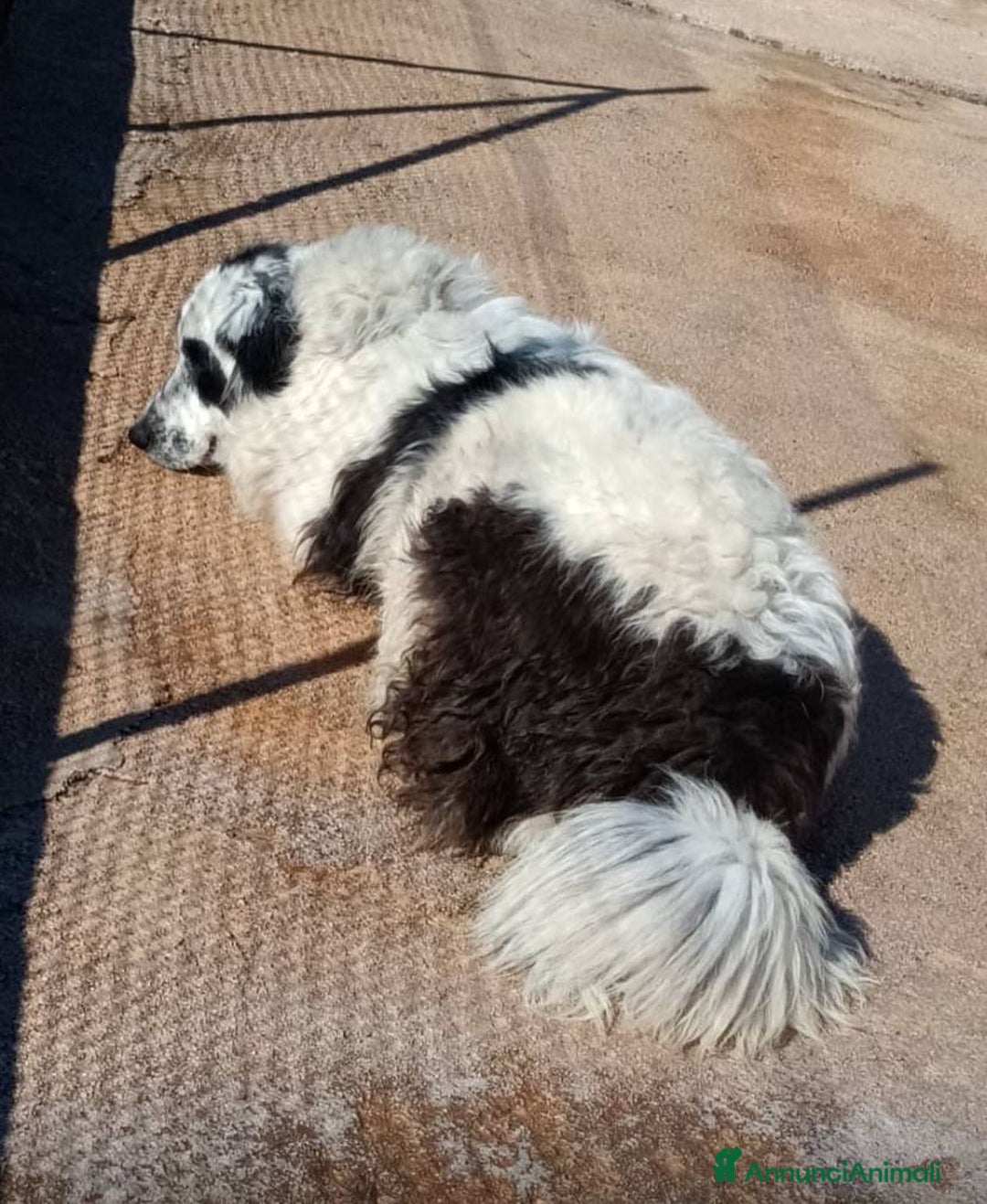 Meticcio cani in regalo: CAROLINA dolce cagnolona 2 anni cerca casa a Provincia di Latina - Annuncio 5