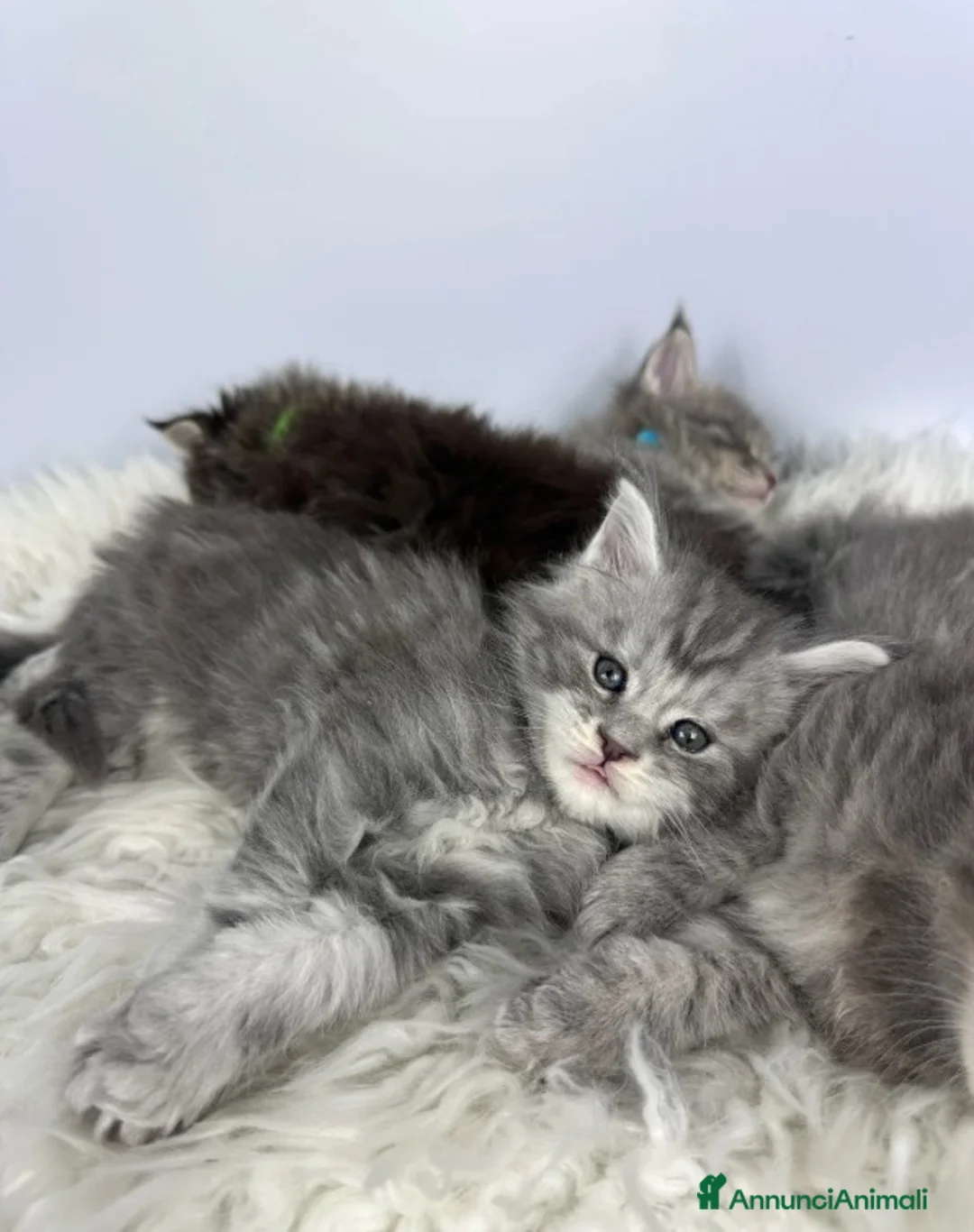 Maine Coon gatti in vendita: 6 splendidi gattini Maine Coon di razza pura - Annuncio 5