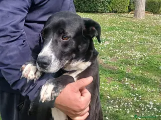 Meticcio cani LAIKA VISSUTA IN UN POLLAIO CERCA LA SUA MAMMA - Annuncio 4