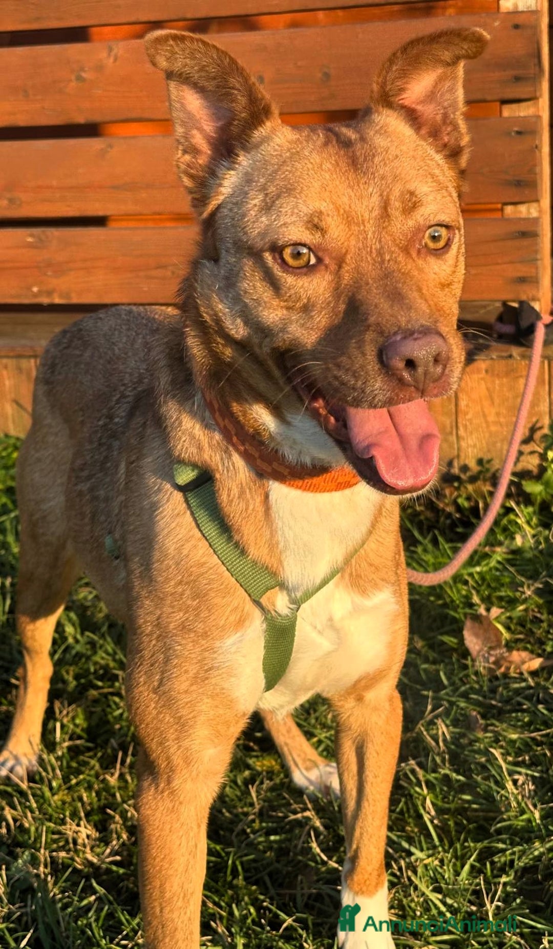 Meticcio cani in regalo: LUCKY BELLISSIMO - Annuncio 3