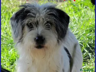 Spinone cani MANNAGGIA CUCCIOLONA SIMIL SPINONCINA CERCA UNA MA - Annuncio 2