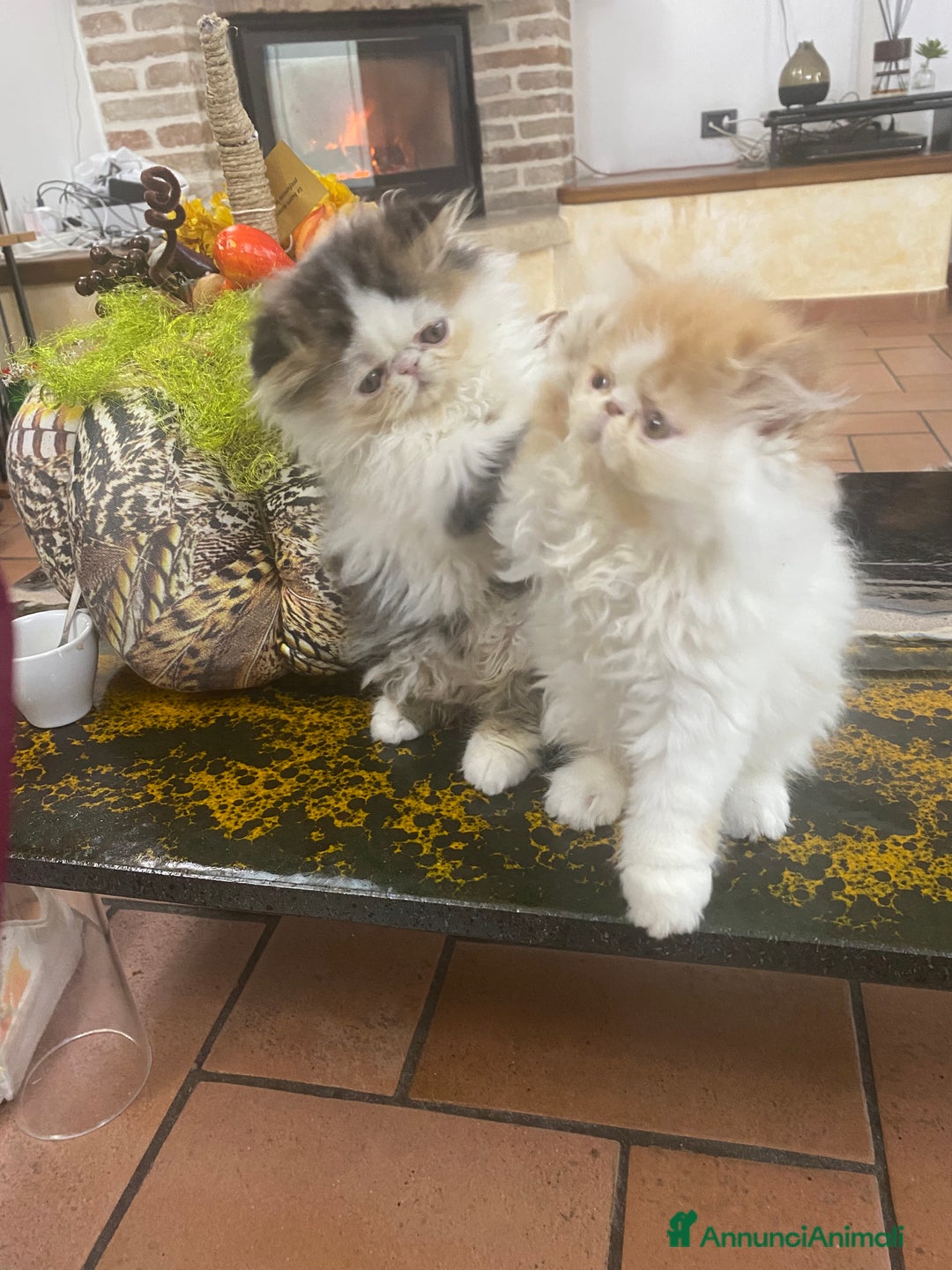 Persiano gatti in vendita: DUE MASCHIETTI PERSIANI IPERTIPICI - Annuncio 10