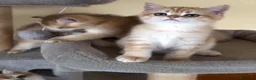 British gatti in vendita: Meravigliosi cuccioli di british shorthair golden - Annuncio 4