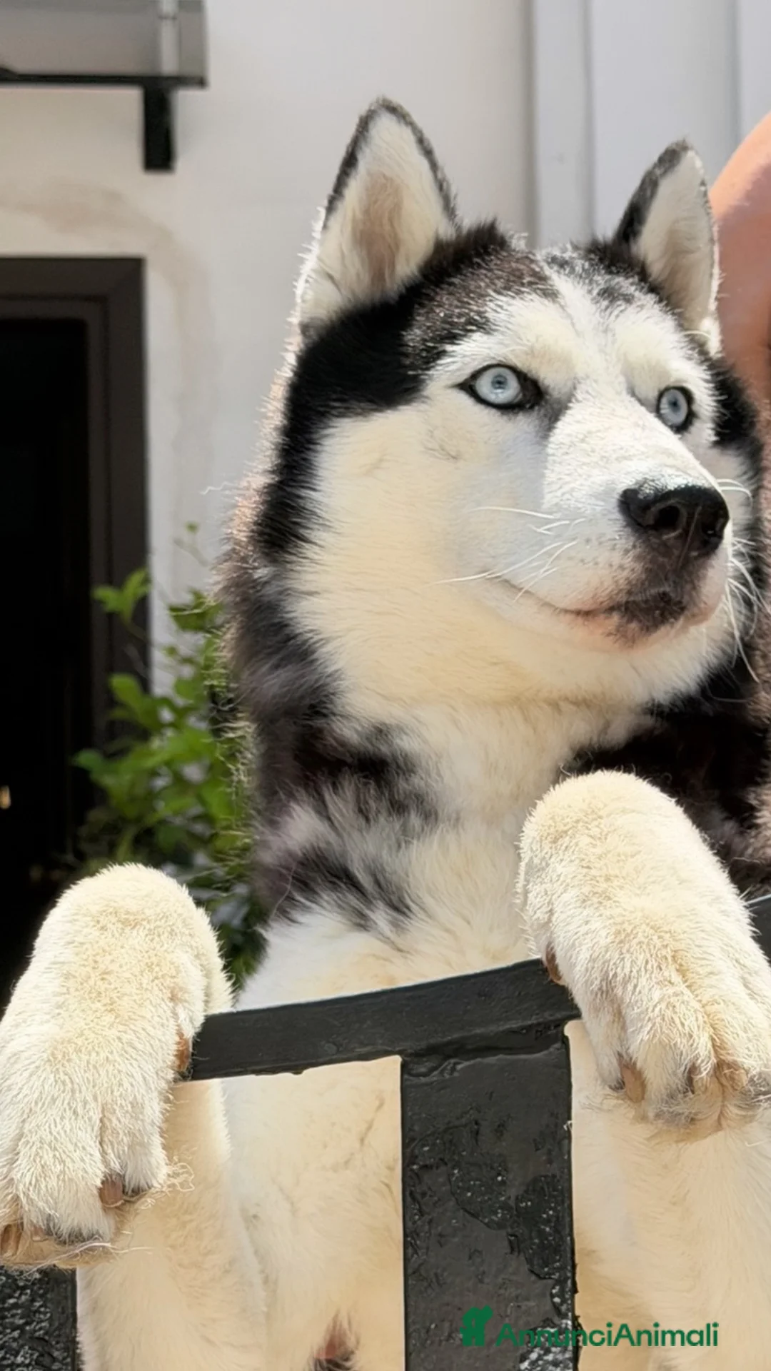 Husky cani per accoppiamento: Siberian husky maschio pedigree per monta a Provincia di Frosinone - Annuncio 6
