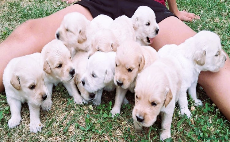 Golden Retriever cani a Provincia di Treviso - Annuncio 6