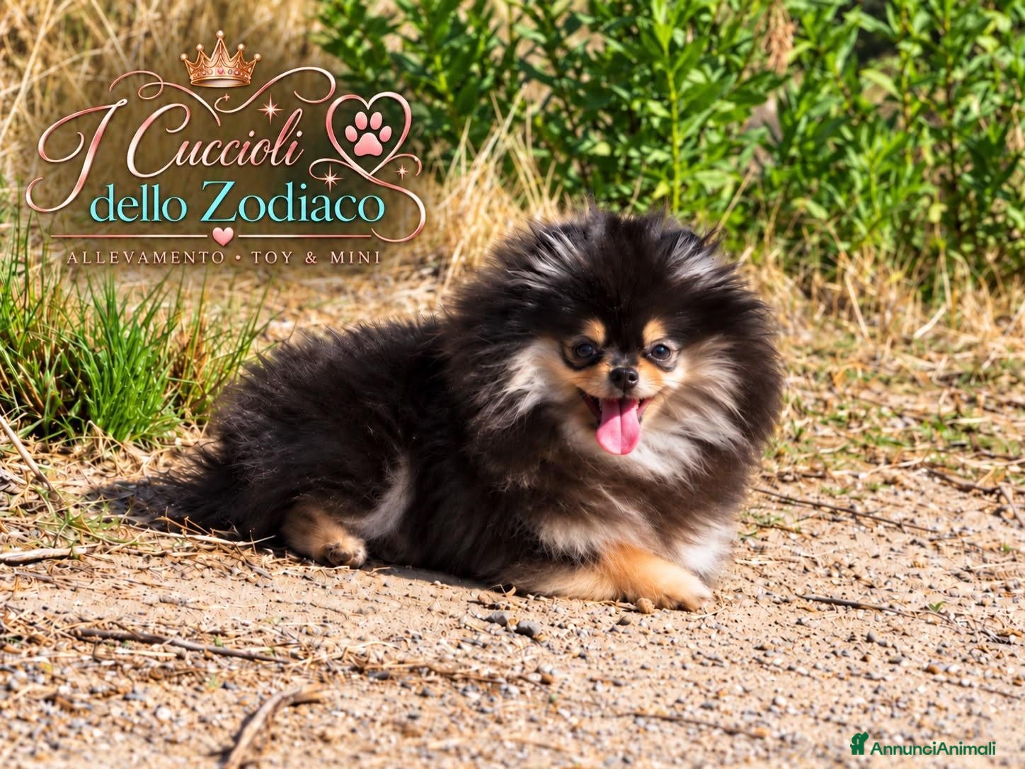 Volpino Pomerania cani in vendita: Pomerania 4 mesi - Annuncio 9
