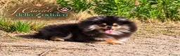 Volpino Pomerania cani in vendita: Pomerania 4 mesi - Annuncio 1