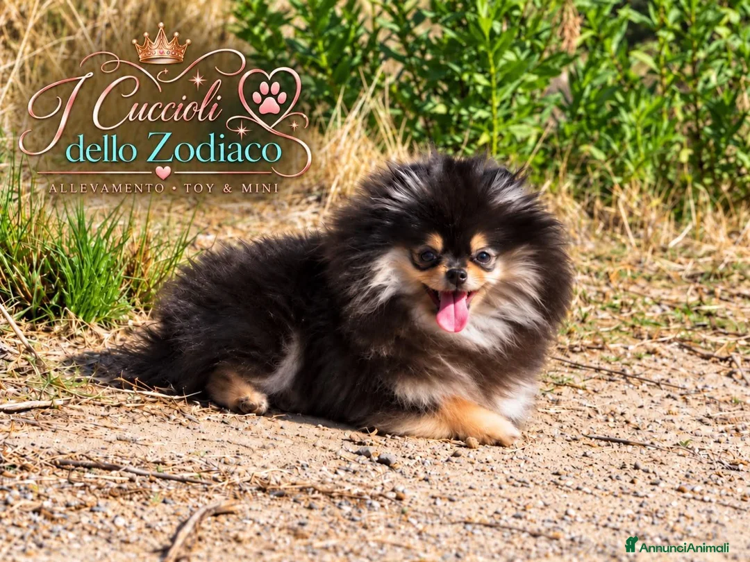 Volpino Pomerania cani in vendita: Pomerania 4 mesi - Annuncio 1