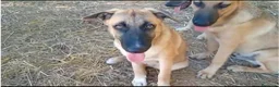 Meticcio cani in regalo: PUCCI, cucciolona tg medio-grande da adottare a Provincia di Padova - Annuncio 4