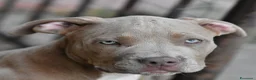American Bully cani in vendita: Cucciole di American Bully XL. - Annuncio 10