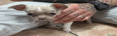 Chihuahua Cucciolo 3