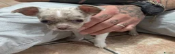 Chihuahua cani in vendita: Cuccioli chihuahua con il manto Arlecchino  a Provincia di Pavia - Annuncio 11