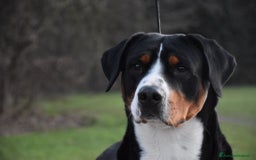 Grande Bovaro Svizzero cani in vendita: Cuccioli di Grande Bovaro Svizzero a Provincia di Sondrio - Immagine 3