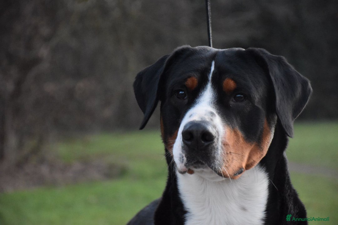 Grande Bovaro Svizzero cani in vendita: Cuccioli di Grande Bovaro Svizzero a Provincia di Sondrio - Immagine 3